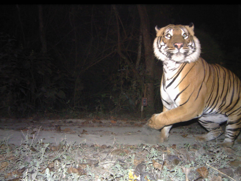 A tiger in the night.